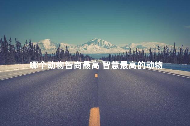 哪个动物智商最高 智慧最高的动物